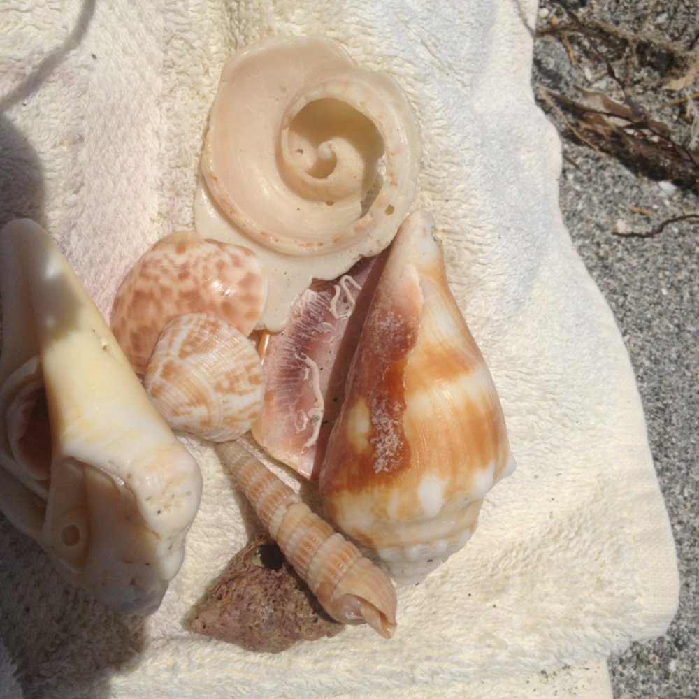 Turtle Beach - Shells i found here - Beaches Near Me