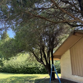 Coronado’s Tree Services - Before - Tree Services Near Me