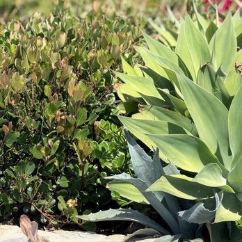 Heisler Park - Bunny! - Parks Near Me - Laguna Beach, California