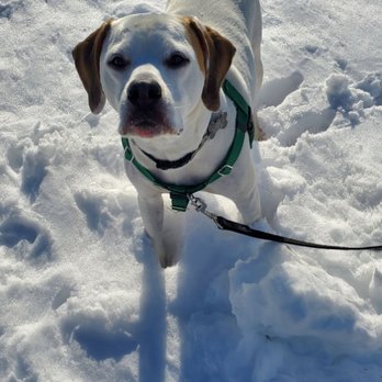 Pawsitively Pawesome Walks - Jack - Dog Walkers Near Me Pawsitively Pawesome Walks - Jack - Dog Walkers Near Me