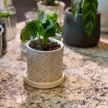 Every Bloomin' Thing - Florists Near Me - Coralville, Iowa Every Bloomin' Thing - Florists Near Me - Coralville, Iowa