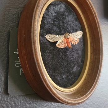 The Downtown Oddity Parlor - Pinned butterfly - Home Decor Near Me - Greeley, Colorado The Downtown Oddity Parlor - Pinned butterfly - Home Decor Near Me - Greeley, Colorado