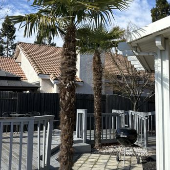 Ceballos Tree Services - Palms - after. - Tree Services Near Me Ceballos Tree Services - Palms - after. - Tree Services Near Me