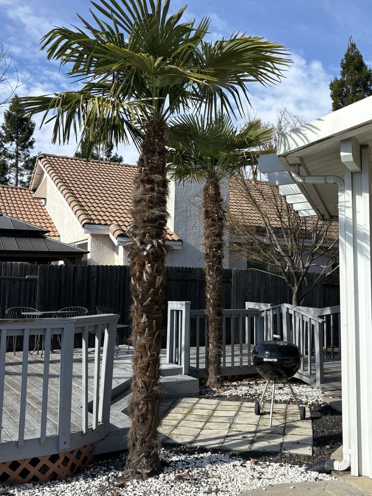 Ceballos Tree Services - tree service in Sacramento, CA