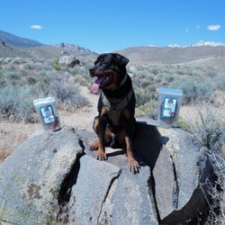 Fancy Pup Treats - Yogi