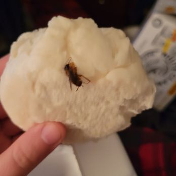 Jade Garden - Ordered bbq pork buns and there was a cockroach in the food - Dim Sum Near Me - Everett, Washington Jade Garden - Ordered bbq pork buns and there was a cockroach in the food - Dim Sum Near Me - Everett, Washington