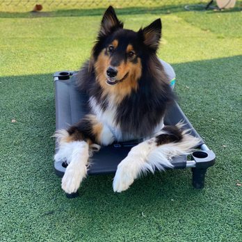 Good Lead Dog Training - Tri color rough collie on "place" mat - Pet Training Near Me Good Lead Dog Training - Tri color rough collie on "place" mat - Pet Training Near Me