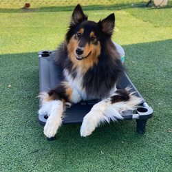 Good Lead Dog Training - Tri color rough collie on "place" mat