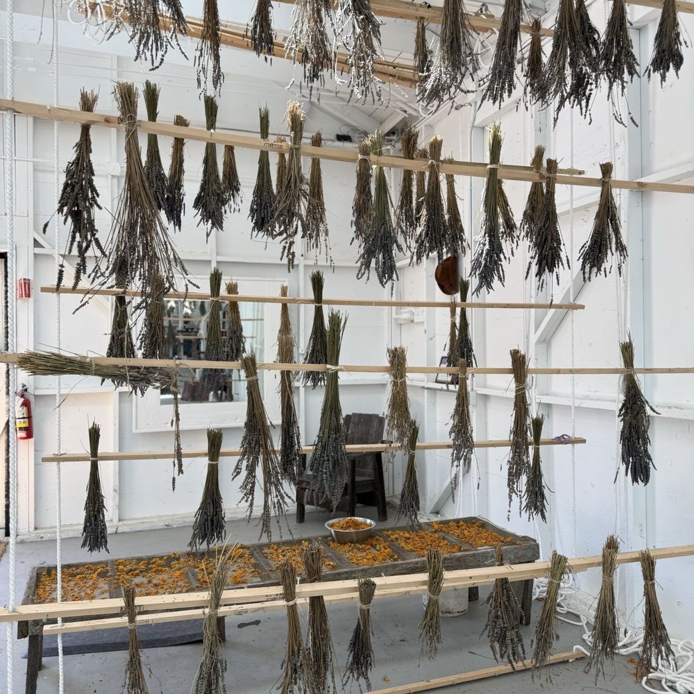 Point Reyes Lavender - Lavender drying - Cosmetics & Beauty Supply Near Me - Point Reyes Station, California Point Reyes Lavender - Lavender drying - Cosmetics & Beauty Supply Near Me - Point Reyes Station, California