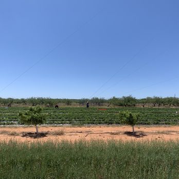 Jenschke Orchards - Fields - Christmas Trees Near Me - Fredericksburg, Texas Jenschke Orchards - Fields - Christmas Trees Near Me - Fredericksburg, Texas
