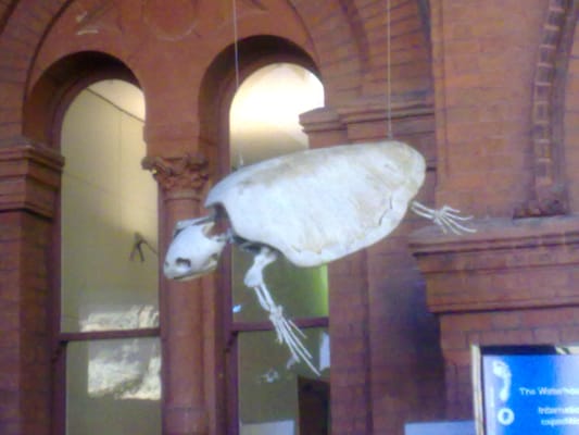 South Australian Museum by null