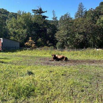 Hidden Villa - Emelie relaxing in the pasture - Community Service/Non-Profit Near Me - Los Altos Hills, California