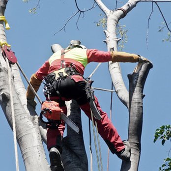 Adolfo's Tree Service - https://www.adolfostreeservice.com/highlands-tx-77562.html - Tree Services Near Me - Houston, Texas Adolfo's Tree Service - https://www.adolfostreeservice.com/highlands-tx-77562.html - Tree Services Near Me - Houston, Texas
