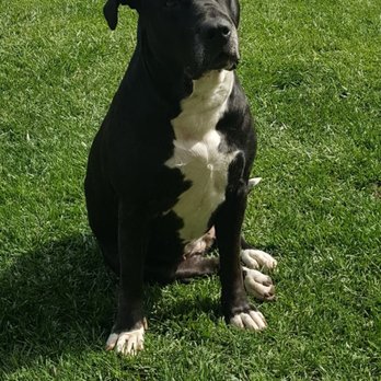 Angel Paws Pet Cremation - My Sweet Rhino Girl! - Pet Cremation Services Near Me - San Marcos, California