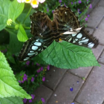 The Butterfly Place - Botanical Gardens Near Me - Westford, Massachusetts