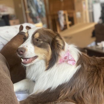 Christina's Doggie spa - Pet Groomers Near Me - Atascadero, California Christina's Doggie spa - Pet Groomers Near Me - Atascadero, California