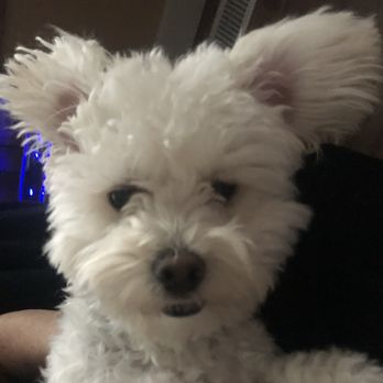Casa Dog - Teddy - Animal Shelters Near Me Casa Dog - Teddy - Animal Shelters Near Me
