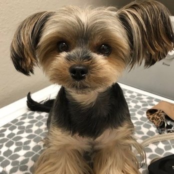Pawprint Essentials - Our adorable mascot,
Bree. - Pet Groomers Near Me - Venice, Florida Pawprint Essentials - Our adorable mascot,
Bree. - Pet Groomers Near Me - Venice, Florida