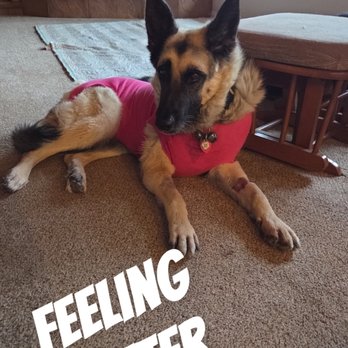 Southern Kern Veterinary Clinic - Piper in her post surgery recovery suit. - Veterinarians Near Me - Rosamond, California Southern Kern Veterinary Clinic - Piper in her post surgery recovery suit. - Veterinarians Near Me - Rosamond, California