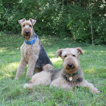 Brookeside Veterinary Hospital - Grace & Max, Dr. Smaltz & Dr. R. - Veterinarians Near Me - Ann Arbor, Michigan Brookeside Veterinary Hospital - Grace & Max, Dr. Smaltz & Dr. R. - Veterinarians Near Me - Ann Arbor, Michigan