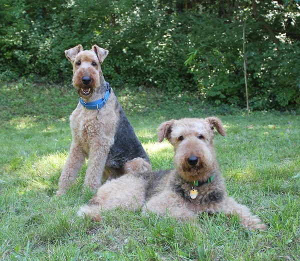 BROOKESIDE VETERINARY HOSPITAL Updated September 2024 26 Reviews