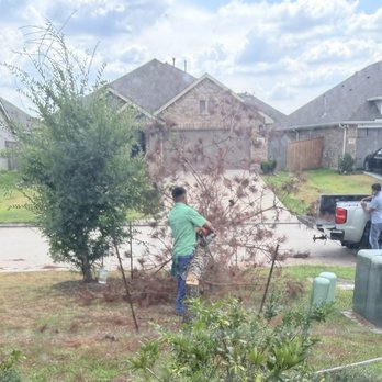 Fuentes Tree Services - Tree Services Near Me - Houston, Texas Fuentes Tree Services - Tree Services Near Me - Houston, Texas