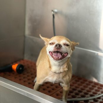 Doggy Daze - My happy girl while there, one of the groomers took this picture and sent it to me. - Pet Groomers Near Me - Phoenix, Arizona Doggy Daze - My happy girl while there, one of the groomers took this picture and sent it to me. - Pet Groomers Near Me - Phoenix, Arizona