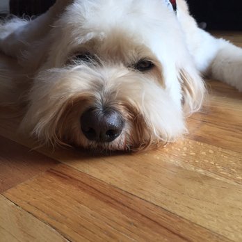 Salon Dog - Fluffy Lily - Pet Groomers Near Me - Chicago, Illinois