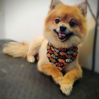 Dana's Darling Dogs - Happy faces of Dana's Darling Dogs - Pet Groomers Near Me Dana's Darling Dogs - Happy faces of Dana's Darling Dogs - Pet Groomers Near Me