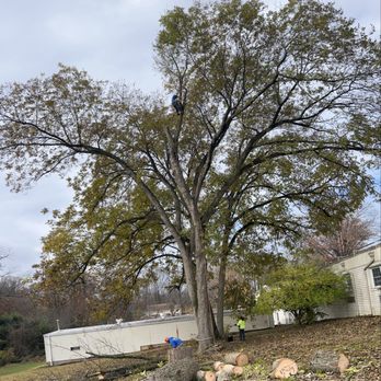 Ortega’s Tree Service - Tree Services Near Me - McLean, Virginia