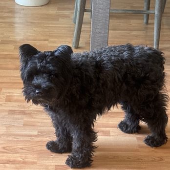 FabPrints - Benny two days before his appt - Pet Groomers Near Me FabPrints - Benny two days before his appt - Pet Groomers Near Me