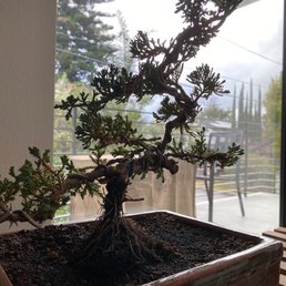 Fuji Bonsai Nursery 58 Photos 42 Reviews Nurseries Gardening 13170 Glenoaks Blvd Sylmar Ca Phone Number Yelp