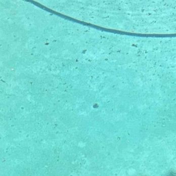 Rise 'n' Shine Pool Service - The same debris was still on the bottom of my pool April29May 10, May 20th. - Pool Cleaners Near Me - Modesto, California Rise 'n' Shine Pool Service - The same debris was still on the bottom of my pool April29May 10, May 20th. - Pool Cleaners Near Me - Modesto, California
