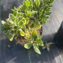 Memo's Nursery - Succulents