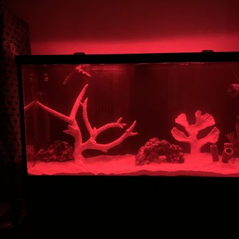 Southwest Reef Company - LED lighting - any color you want! - Pet Stores Near Me - Albuquerque, New Mexico Southwest Reef Company - LED lighting - any color you want! - Pet Stores Near Me - Albuquerque, New Mexico