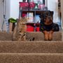 Photo of Heart of Texas Dog Training Austin
