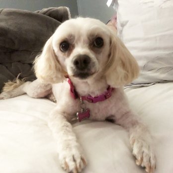 Claudia's Coiffeur Le' Petite - Fifi's fresh Puppy Cut - Pet Groomers Near Me - San Leandro, California Claudia's Coiffeur Le' Petite - Fifi's fresh Puppy Cut - Pet Groomers Near Me - San Leandro, California