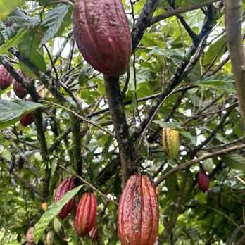 Lavaloha - Chocolatiers & Shops Near Me - Hilo, Hawaii Lavaloha - Chocolatiers & Shops Near Me - Hilo, Hawaii