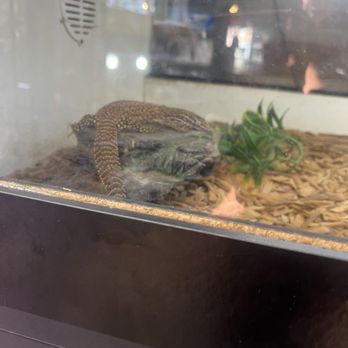 The Reptile Room - Reptile Shops Near Me - Hayward, California The Reptile Room - Reptile Shops Near Me - Hayward, California