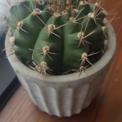 The Social Club Grooming - ...I love Prickly, Pricks!! A little'Koloration' at this Grooming Spot!! #dap