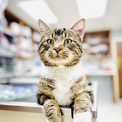 My Montgomery Vet