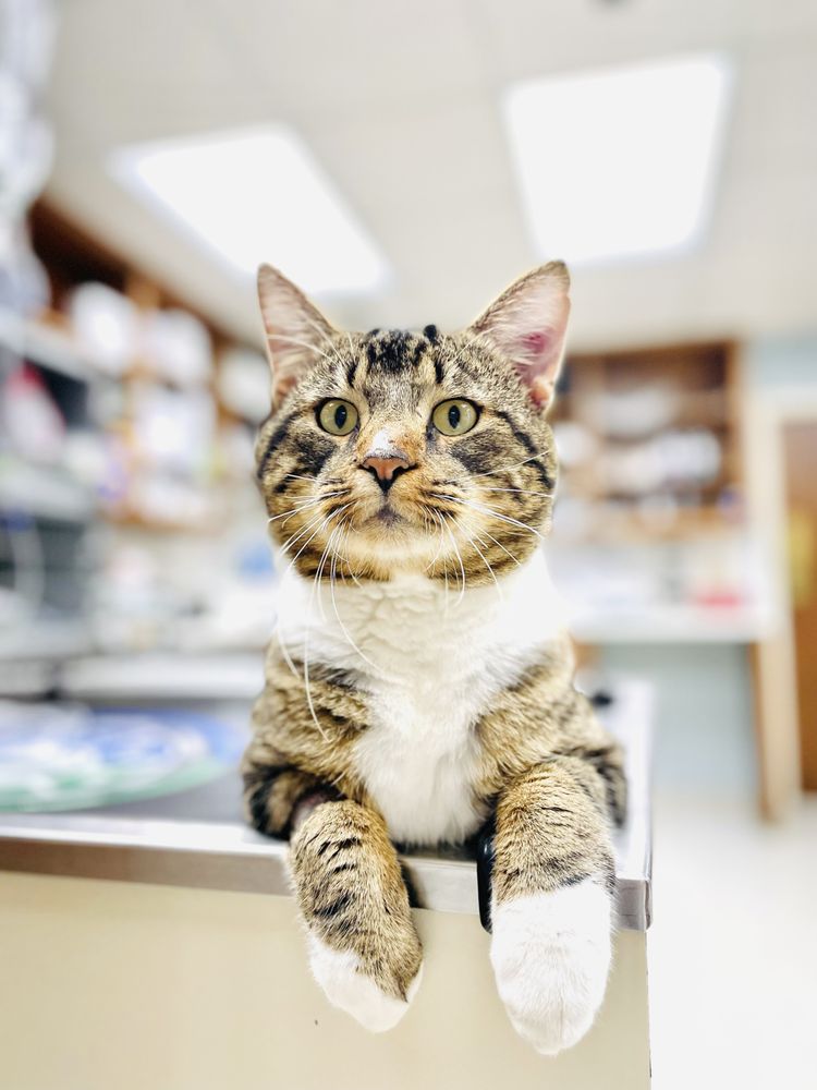 My Montgomery Vet - pet boarding facility in Montgomery, AL