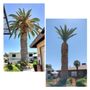 Henriquez Tree Service
