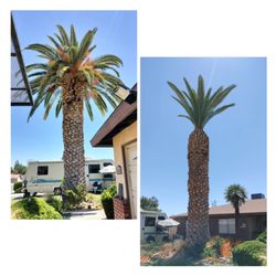 Henriquez Tree Service - Call us for a free estimate! (before and after)