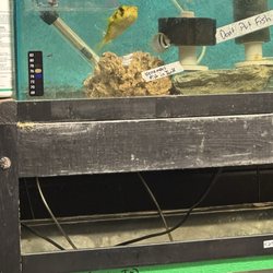 Super cutie fish!