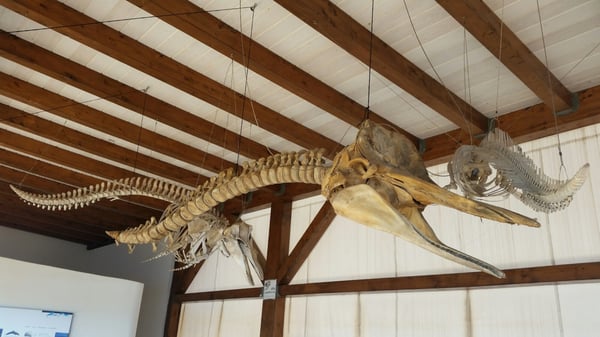 Fradis Minoris Ristorante by null