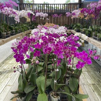 Isaac Farms - Nurseries & Gardening Near Me - Miami, Florida Isaac Farms - Nurseries & Gardening Near Me - Miami, Florida