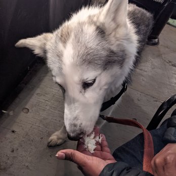 Pianeta - Dog friendly patio (my dog here is enjoying some whipped cream) - Italian Near Me - Truckee, California