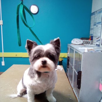 Furtastic Grooming - Pet Groomers Near Me - Albuquerque, New Mexico