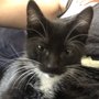 Photo of Los Angeles County Animal Care & Control - Carson/Gardena
